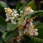 Calophyllum inophyllum 花