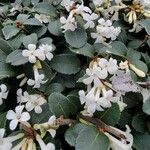 Osmanthus delavayi 花