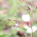 Agrostis pilosula 花