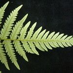 Pteridium revolutum Leaf