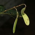 Machaerium biovulatum Fruit