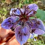 Nigella hispanica Květ