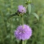 Mentha cervina फूल