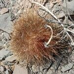 Parodia aureicentra Hábito
