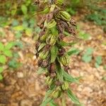 Epipactis helleborineFruitua