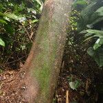 Polyscias fulva Rinde