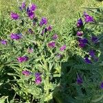 Echium creticum Flower
