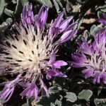 Centaurea pumilio Cvet