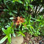 Ixora javanica Cvet