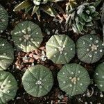 Astrophytum asterias Leaf