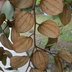 Ziziphus mauritiana Leaf