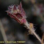 Salsola australis autre