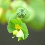 Euphorbia stricta Flower