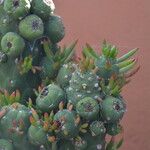 Austrocylindropuntia subulata Blatt