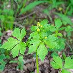 Ranunculus recurvatus Leaf