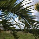 Butia capitata Leaf