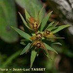 Euphorbia exigua Flor