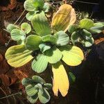 Pistia stratiotes Leaf