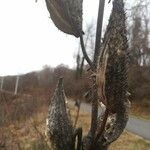 Asclepias speciosa Fruit