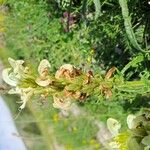 Pedicularis comosa Virág