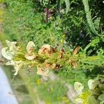 Pedicularis comosa Цветок