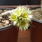 Turbinicarpus pseudomacrocheleFlower