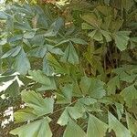 Caryota mitis Leaf