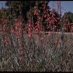 Penstemon centranthifolius Habit