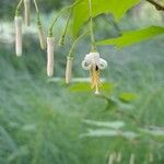 Alangium platanifolium Blüte