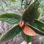 Coronanthera squamata