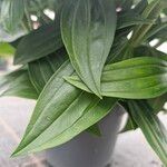 Exacum trinervium Blatt