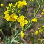 Brassica rapa Flower