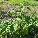 Heracleum sosnowskyi List