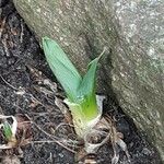 Iris pumila Leaf