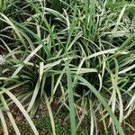 Liriope spicata Leaf