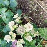 Astrantia majorFlor