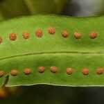 Microgramma thurnii Leaf