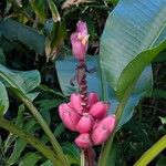 Musa velutina Fruto