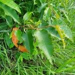 Croton dichogamus Leaf