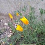 Eschscholzia californicaFleur