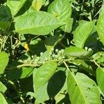 Solanum paniculatum Fruto