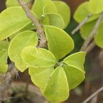 Pereskia aculeata Feuille