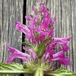 Betonica officinalis Blüte