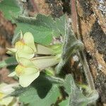 Asarina procumbens Kvet