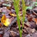 Botrychium virginianum 果実
