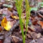 Botrychium virginianum Vaisius