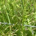 Vicia hirsuta Levél