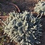 Artemisia pedemontana Leaf