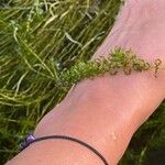 Elodea nuttallii Blad