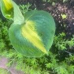 Hosta plantagineaFeuille